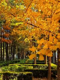 一場落在肇嘉浜路中的銀杏雨。