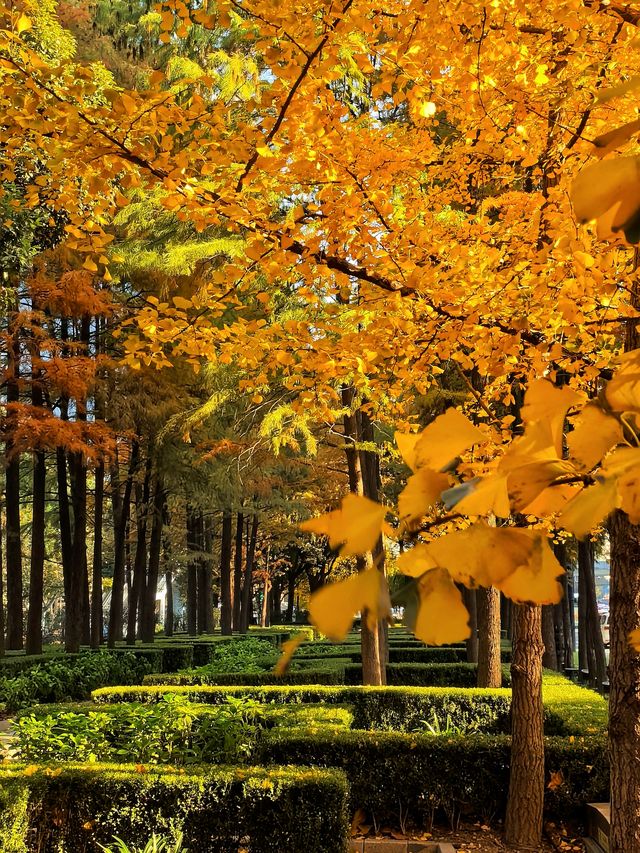 一場落在肇嘉浜路中的銀杏雨。