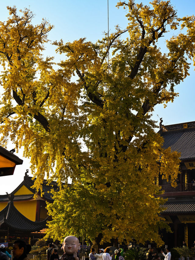 千年古銀杏，就藏在這個淀山湖畔的小眾寺院