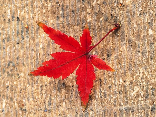 秋日限定!徐家匯公園紅葉暴擊市中心的調色盤炸裂了! 秋日限定!徐家匯公園紅葉暴擊市中心的調色盤炸裂了!