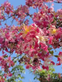 橫琴|一片粉海櫻花木棉很好看