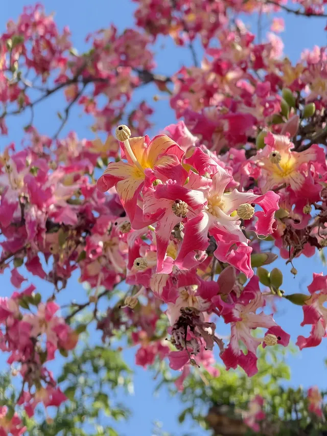 橫琴|一片粉海櫻花木棉很好看 橫琴|一片粉海櫻花木棉很好看