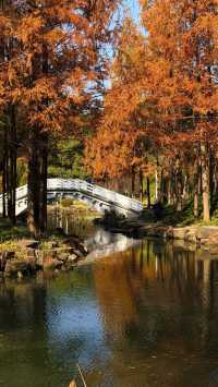 魔都秋日秘境大寧公園的絕美森林太出片了!