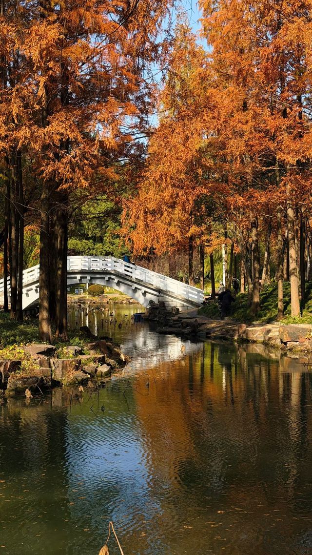 魔都秋日秘境大寧公園的絕美森林太出片了! 魔都秋日秘境大寧公園的絕美森林太出片了!