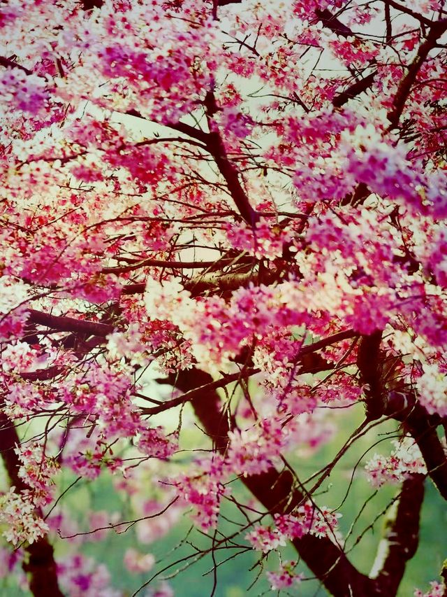 漫山紫花風鈴美瘋了 漫山紫花風鈴美瘋了