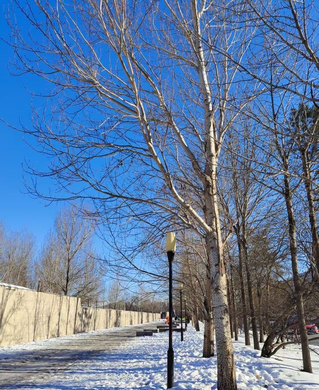 瀋陽+哈爾濱+漠河5日遊:穿越冰雪奇緣,探索東北文化 瀋陽+哈爾濱+漠河5日遊:穿越冰雪奇緣,探索東北文化