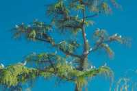 昆明翠湖絕美打卡點!海鷗與樹共舞的仙境