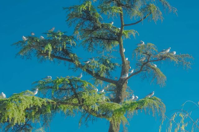 昆明翠湖絕美打卡點!海鷗與樹共舞的仙境 昆明翠湖絕美打卡點!海鷗與樹共舞的仙境