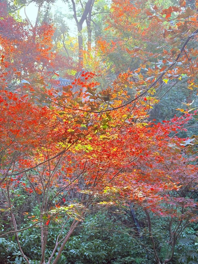 美到失語嶽麓山的絕美楓葉季來啦! 美到失語嶽麓山的絕美楓葉季來啦!