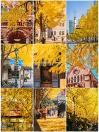 就在中環內|一個週末賞遍上海的銀杏之海