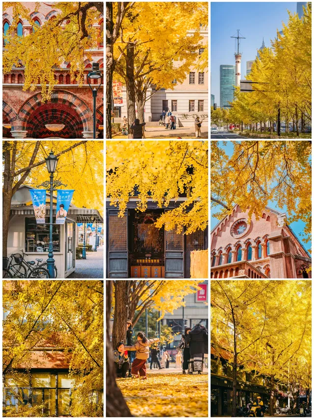 就在中環內|一個週末賞遍上海的銀杏之海