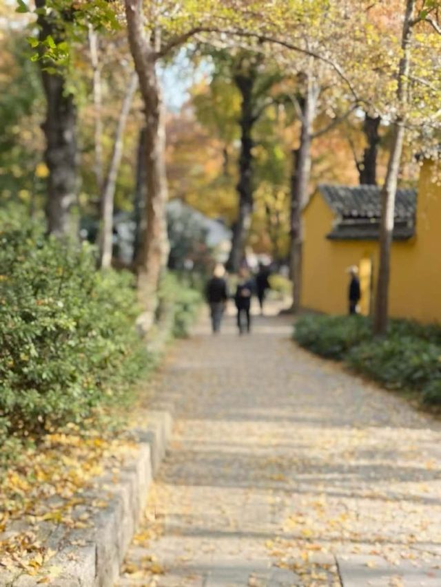 蘇州採楓絕佳打卡地|秋日氛圍感拉滿 蘇州採楓絕佳打卡地|秋日氛圍感拉滿