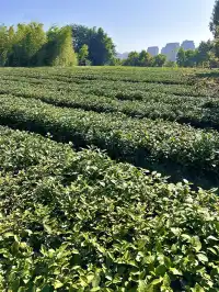 溪禾山當一天“茶農”，玩轉鐵觀音文化～