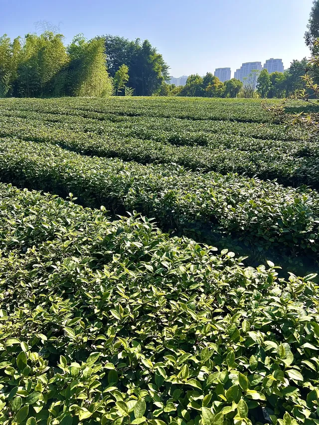 溪禾山當一天“茶農”，玩轉鐵觀音文化～