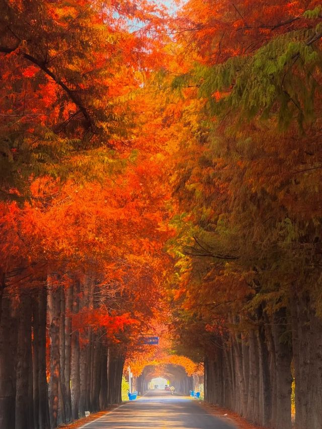 citywalk 狂喜藏在市區的金色森林