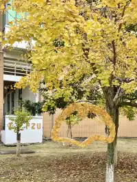 12.7實況!!福州這裡有超美銀杏打卡點!!