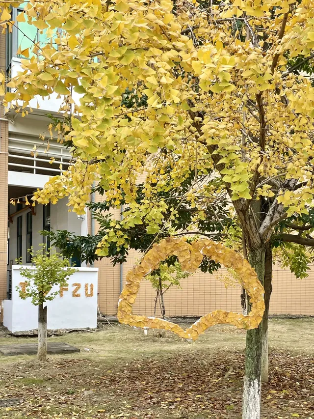 12.7實況!!福州這裡有超美銀杏打卡點!! 12.7實況!!福州這裡有超美銀杏打卡點!!