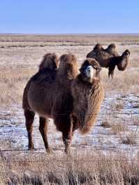 用18張Live打開呼倫貝爾的冬天!封神了!