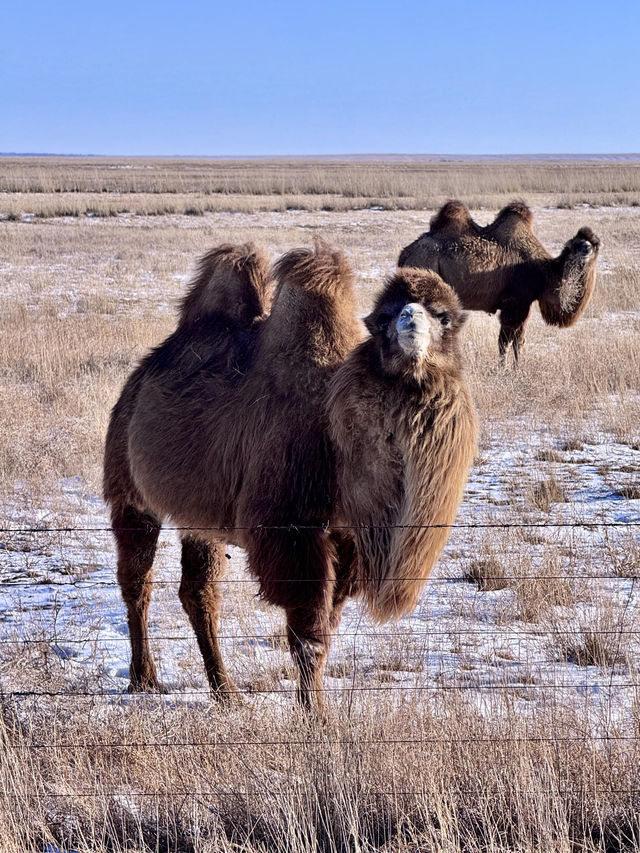 用18張Live打開呼倫貝爾的冬天!封神了! 用18張Live打開呼倫貝爾的冬天!封神了!