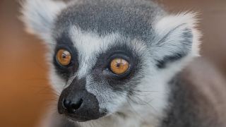 スコットランドの動物園で飼育されている最も古いキツネザル