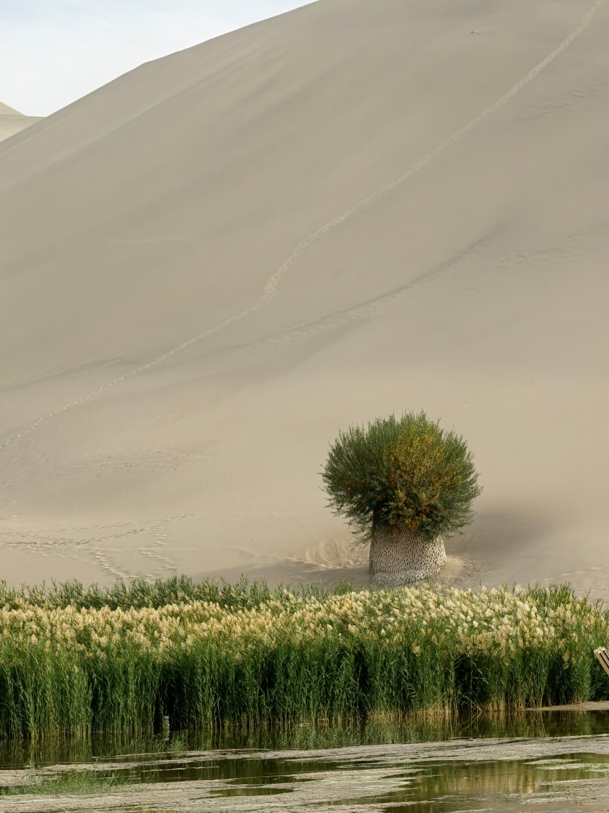 鳴沙山月牙泉のおすすめ砂漠ツアー2026年（2月更新）| Trip Moments