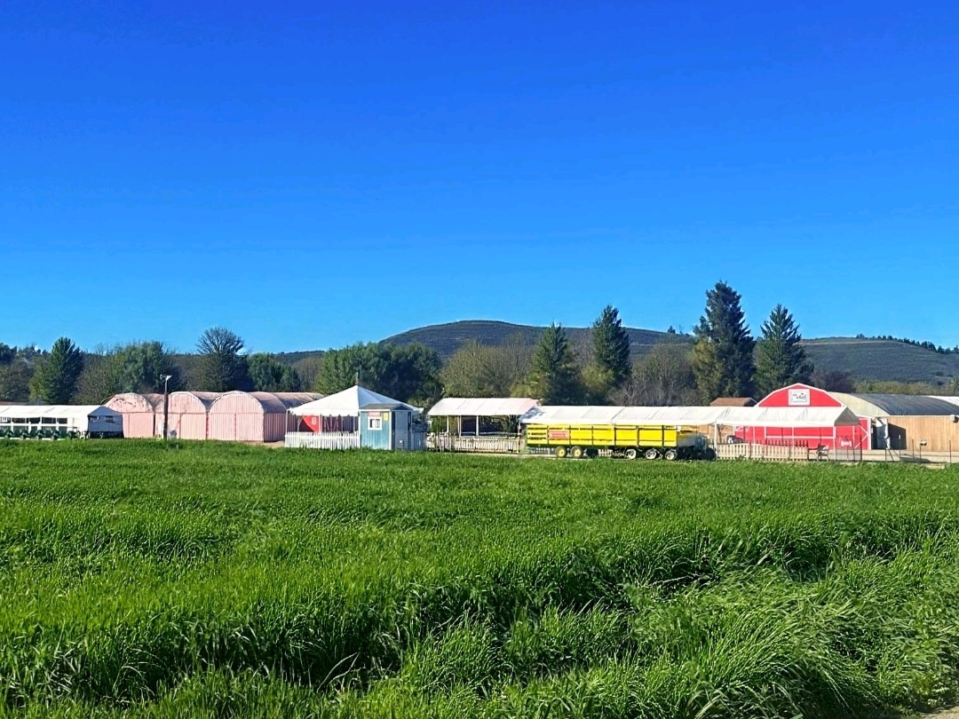Tanaka Farm Vegetable Growing Fun