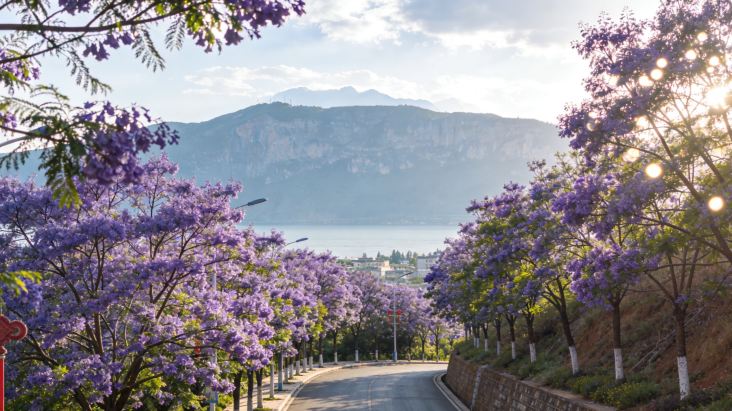 【KUMA-KUNページ】パープル Wi-Fiモデル　256GB Kunming Jacaranda｜Avoid the Crowds! 2026 Purple Dream Guide
