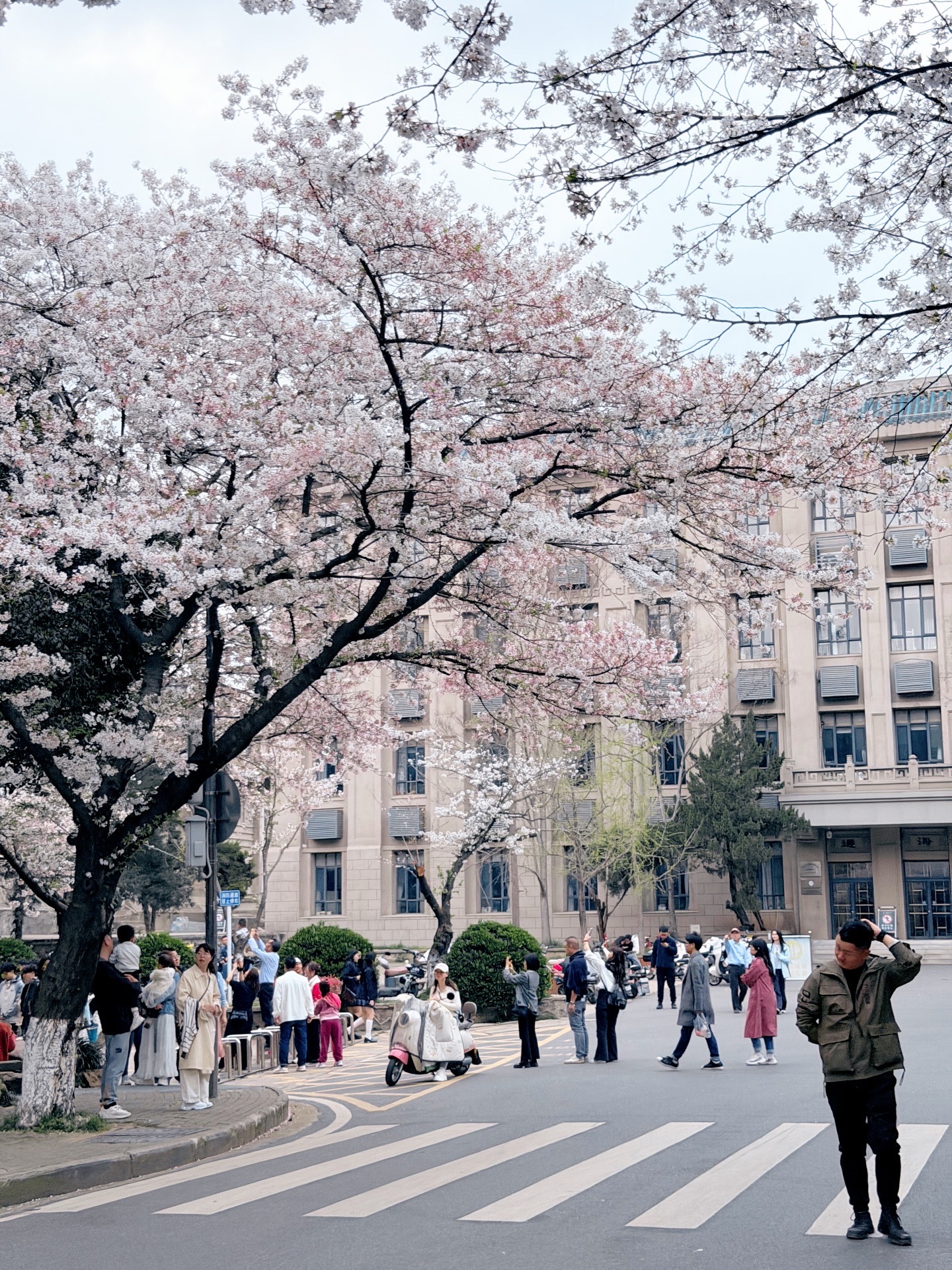 Cứu tôi với! Hoa anh đào tại Đại học Vũ Hán đang nở rộ vào ngày 27 tháng 3, đây là một địa điểm chụp ảnh tuyệt đẹp!
