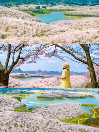 สวนซากุระกุ้ยอัน | โปรโมชั่นพิเศษเฉพาะเดือนมีนาคม ก้าวเข้าสู่โลกสีชมพู สถานที่: เขตใหม่กุ้ยอัน (ฟาร์มผิงปา) มณฑลกุ้ยโจว ช่วงเวลาที่สวยงามที่สุด