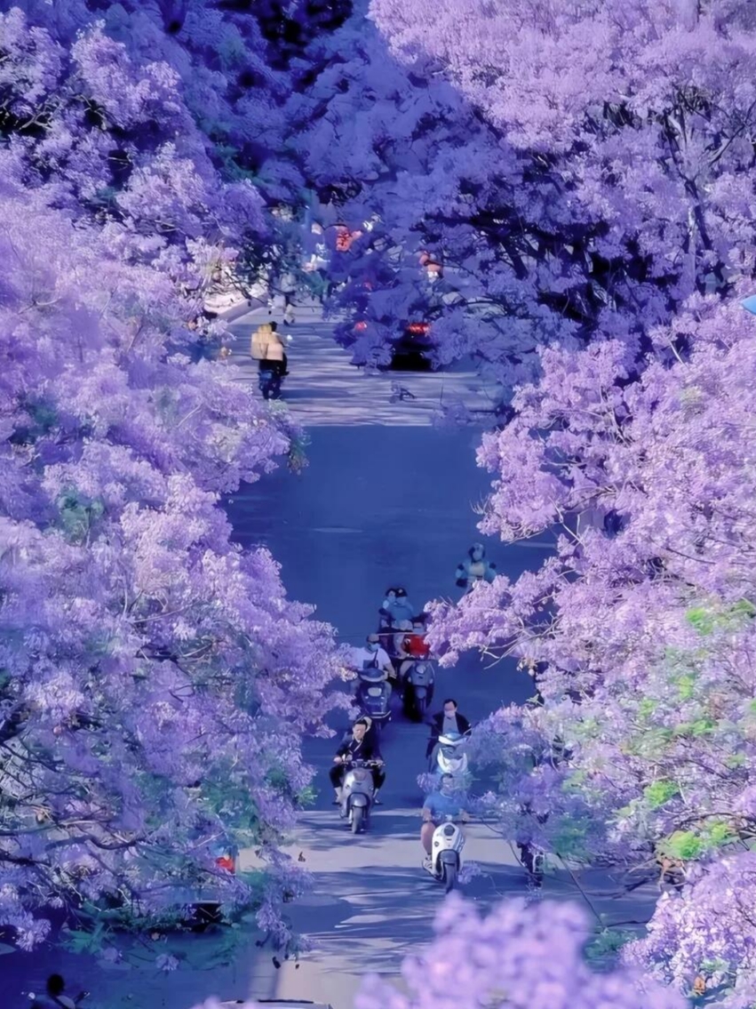 Complete Guide to Kunming's Jacaranda