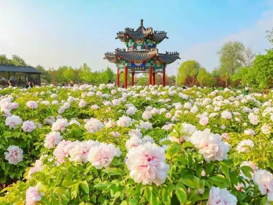 Hướng dẫn du lịch ngày Quốc tế Lao động ở Heze: Tránh đám đông và tận hưởng kỳ nghỉ thư giãn