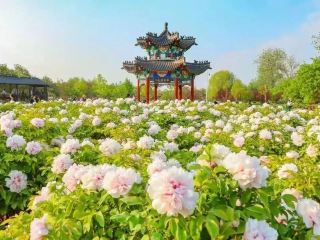 菏泽の五一（メーデー）旅行攻略、人混みを避けてゆったり休日を楽しもう