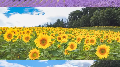 It's time to visit Hokkaido! Here's how to enjoy a 2-day trip along the route! — traveler post in Biei