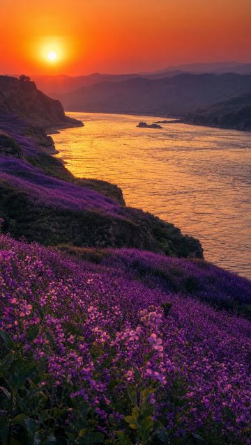 Yongjing's purple flower sea is absolutely stunning! The 