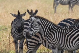 Golden Trips: A Memorable Journey Filled with Wildlife and Adventure