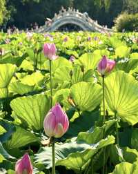 保定古蓮花池，一座城市中的「小江南」。走進蓮池，如同走進了江南的煙雨中。亭台樓閣、小橋流水，讓人彷彿