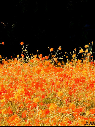 北京の初秋、今一番の話題スポット!北海公園の赤い壁とキバナコスモスの花畑が美しすぎて感動!