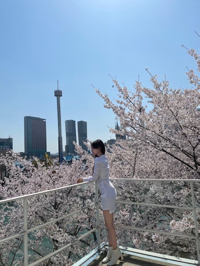 석촌호수 벚꽃 명소🌸포토존📸