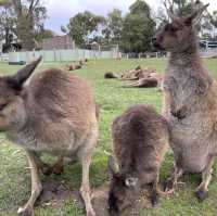 澳洲｜維多利亞州｜Ballarat 野生動物園