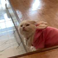 คาเฟ่แมวพิษณุโลก