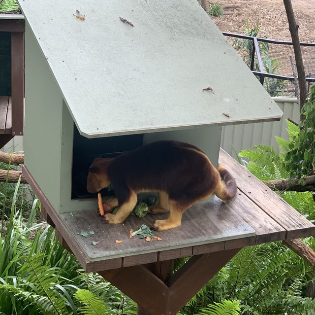 澳洲｜昆士蘭州｜Currumbin 擁有七十多年歷史的動物園、還可以抱無尾熊🐨