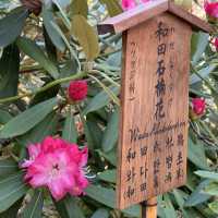 花花世界～天龍寺～熱門景點