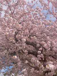 🇬🇧 영국 런던 벚꽃 명소, 크롤리 Crawley 🌸