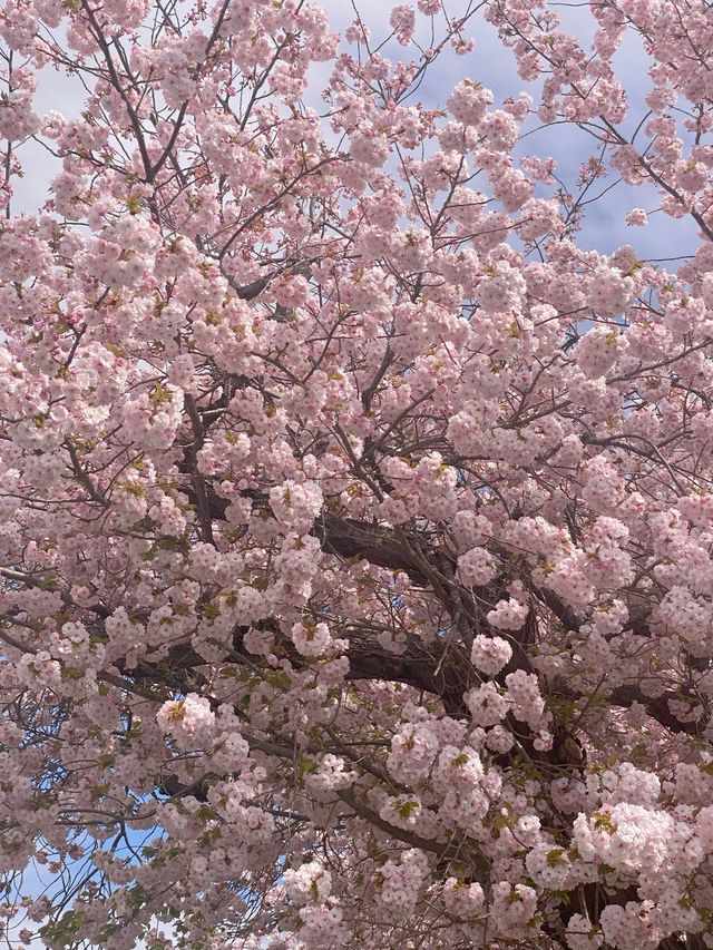 🇬🇧 영국 런던 벚꽃 명소, 크롤리 Crawley 🌸