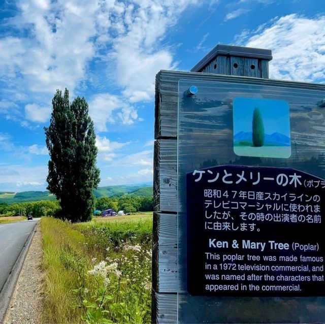 【北海道/美瑛町】ケンとメリーの木