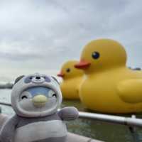 Penguins meet Rubber Ducks