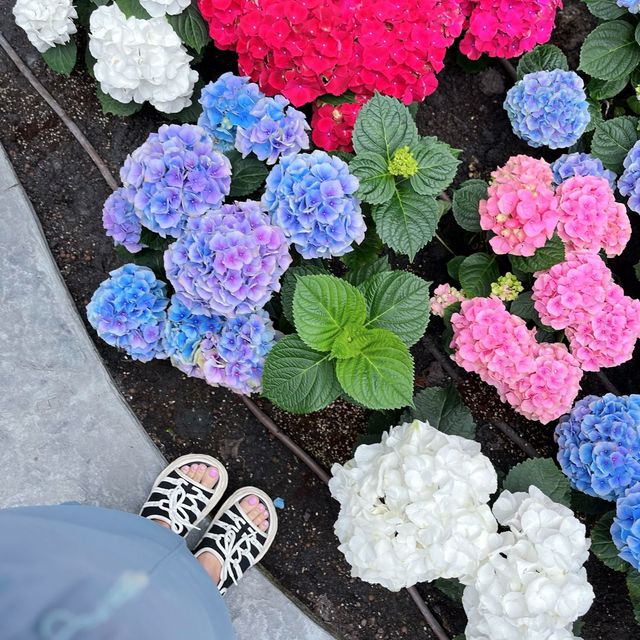 🌷ดอกทิวลิปบานที่ระยอง 🌷
