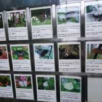 昆虫好きにオススメ🦋コスパよし【箕面昆虫館】