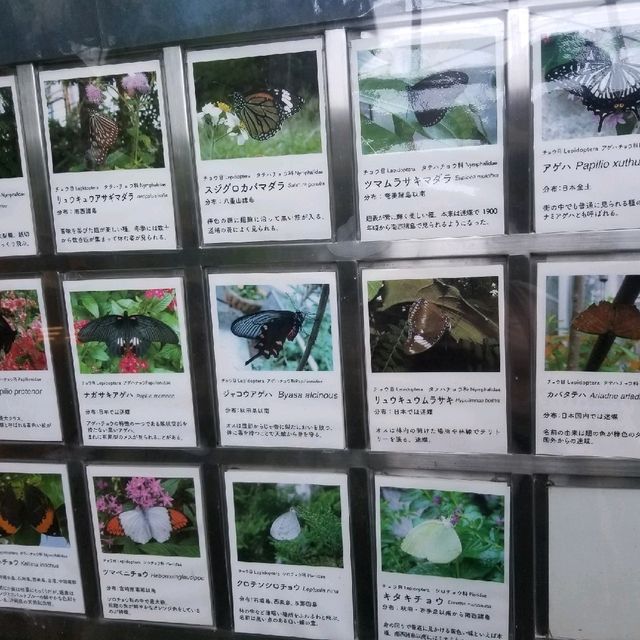 昆虫好きにオススメ🦋コスパよし【箕面昆虫館】