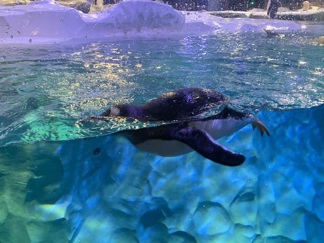 🐧Penguin Cove ❄️